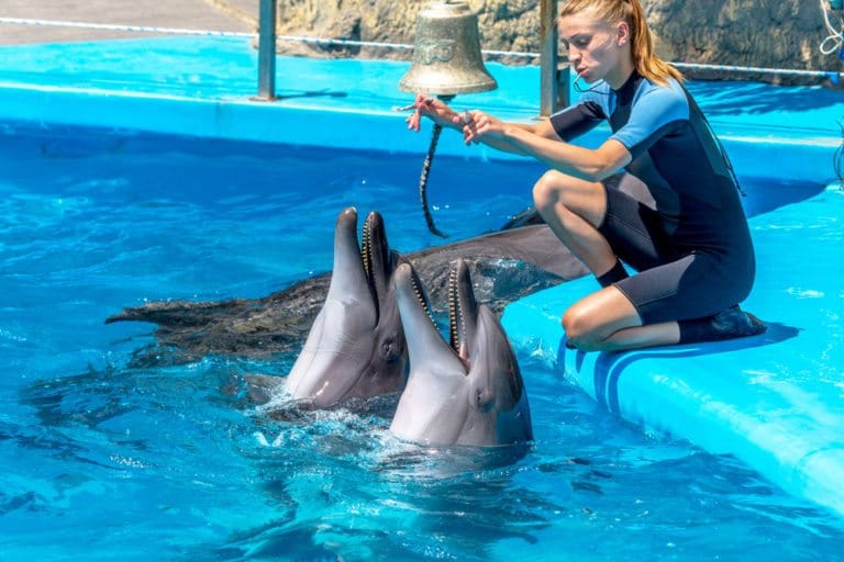 dolphin-and-marine-trainer-salary-how-to-become-job-description