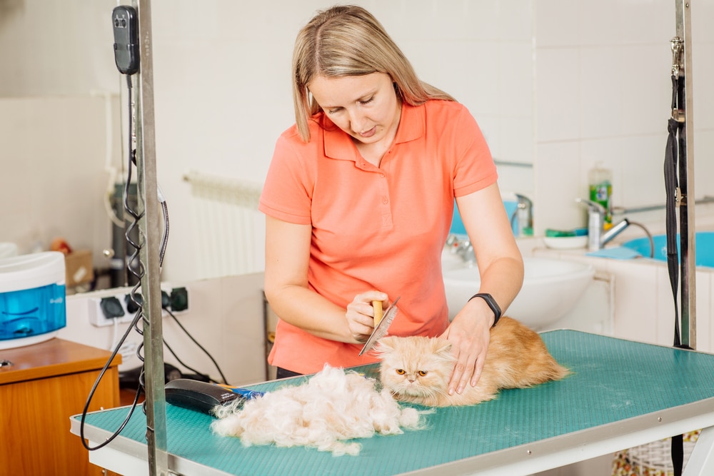 Cat Groomer Salary, How to Job Description & Best Schools