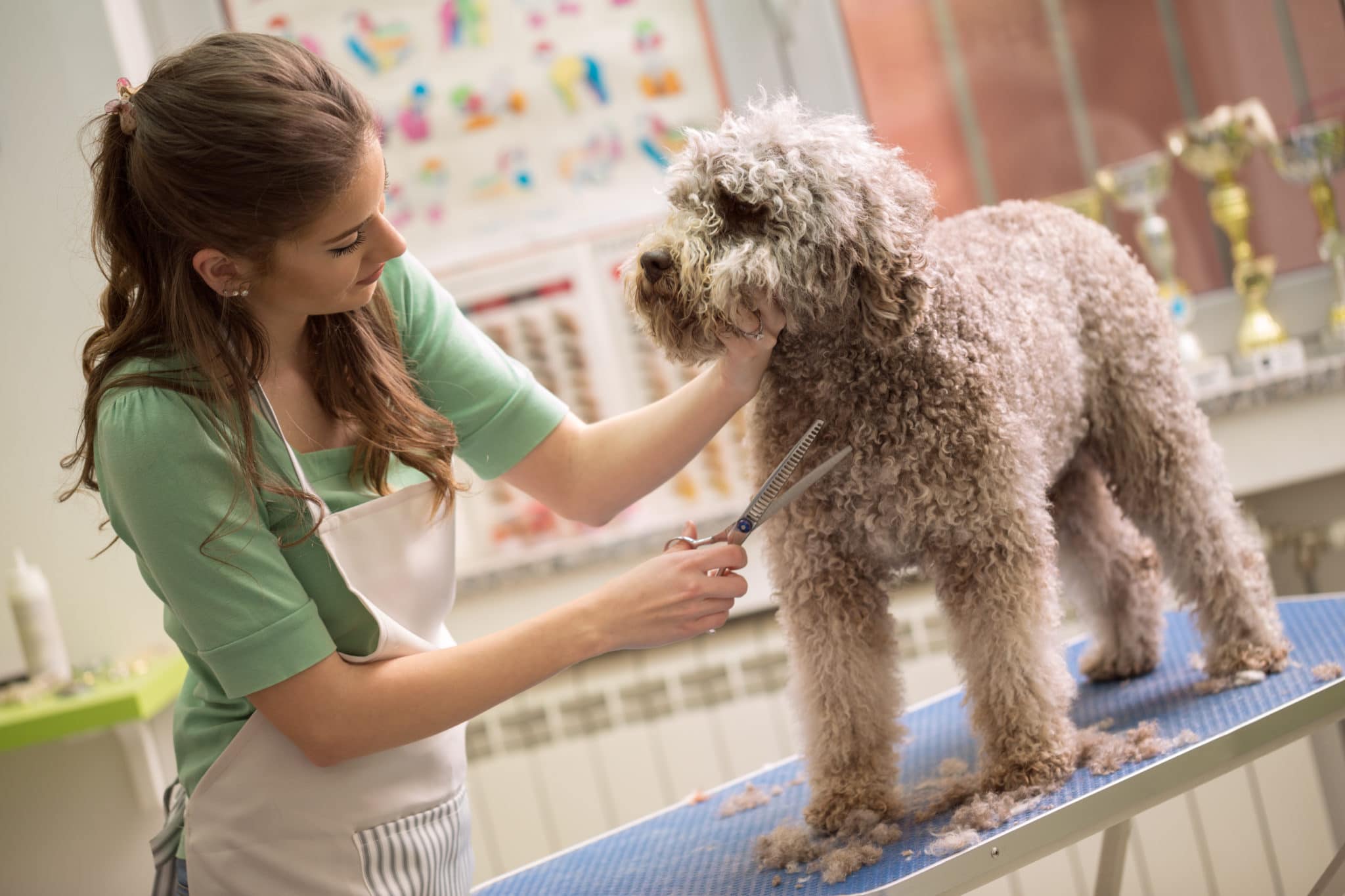 Dog Groomer Salary How To Become Job Description Best Schools