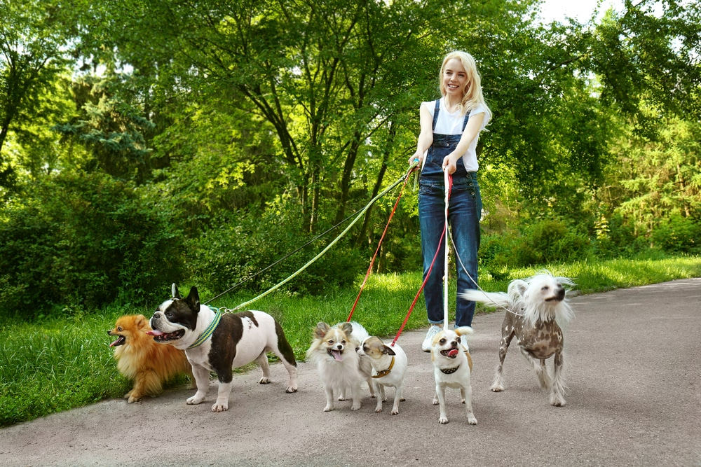 Dog Walker Salary How To Become Job Description Best Schools