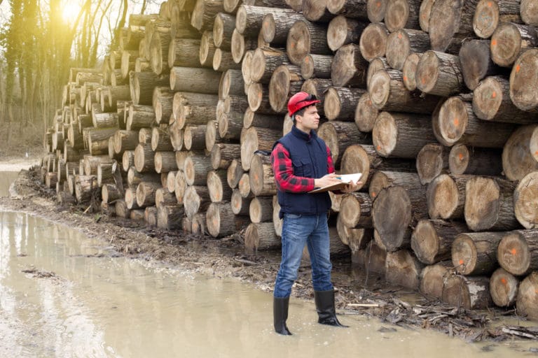 timber-buyer-salary-how-to-become-job-description-best-schools